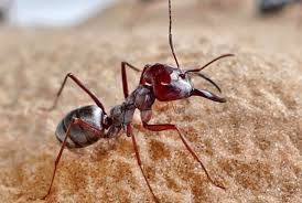 Ant Treatment Perth