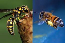 Bees & Wasps Treatment Perth