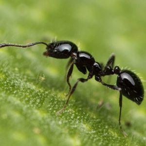 Ant control Perth