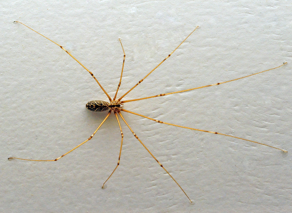 Spider control Perth