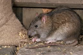 Mice & Rats Treatment Perth