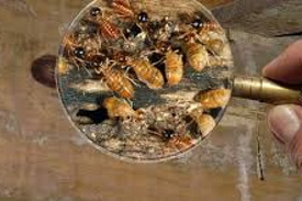 Termite Inspection Perth