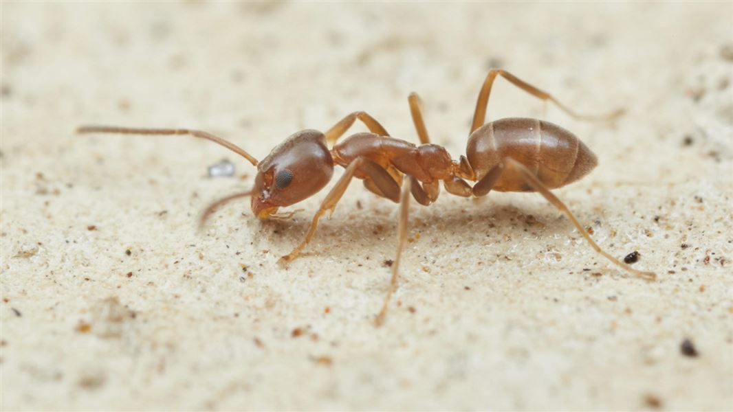 Argentinian Ant
