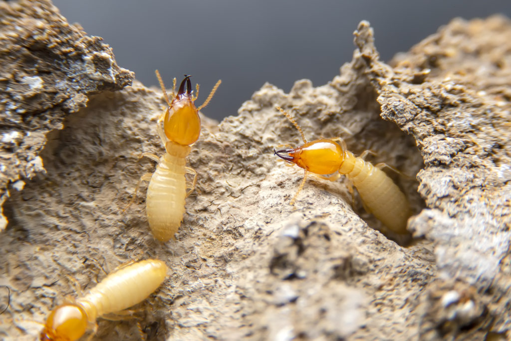 how to spot a termite infestation