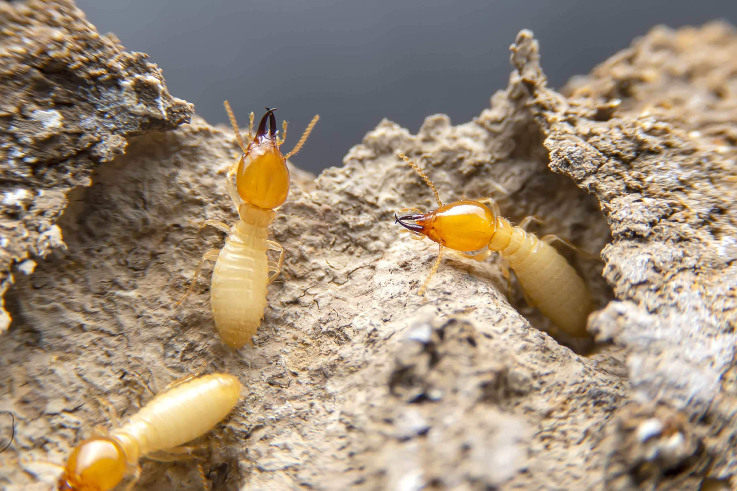 Featured image for “How to Spot a Termite Infestation (and What to Do)”